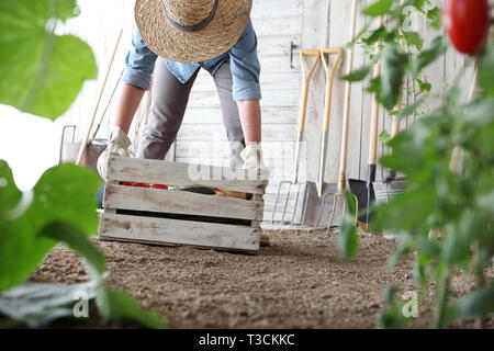 woman in vegetable garden holding wooden box with farm vegetables. Autumn harvest and healthy organic food concept Stock Photo