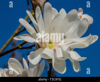 Magnolia is a large genus of about 210 flowering plant species in the family Magnoliaceae. It is named after French botanist Pierre Magnol. Stock Photo