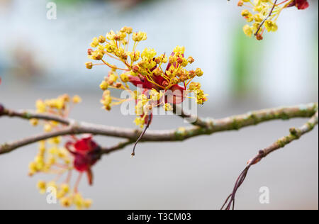 Maple tree blossoms on a early spring time Stock Photo