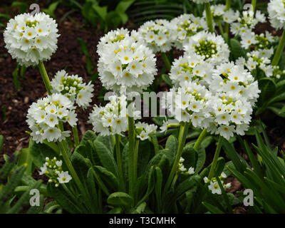 Pretty white drumstick primulas (Primula denticulata alba) flowering in a spring garden Stock Photo