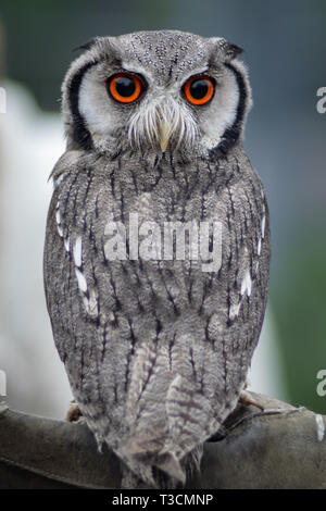 White-Faced Scops Owl perched on a gauntlet with its head turned fully backwards