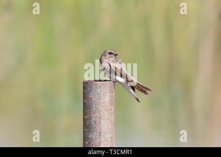 Brown-throated Martin (Riparia paludicola) perched on a metal pole at a rual dam in farmland, Western Cape, South Africa Stock Photo