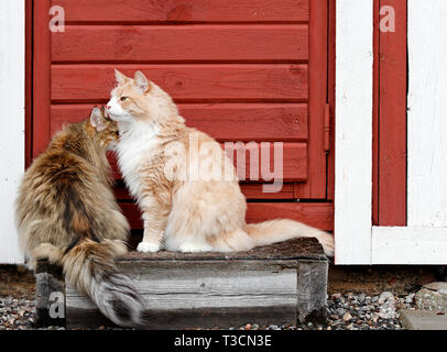 Two norwegian forest cats sitting outdoors on a doorstep watching their surroundings Stock Photo