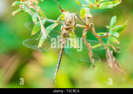 Closeup of a female migrant hawker Aeshna mixta resting under leaves in a tree in a forest on a sunny day. Stock Photo