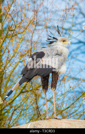 Closeup of a secretarybird or secretary bird Sagittarius serpentarius Stock Photo