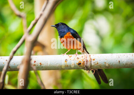 male white-rumped shama Copsychus malabaricus perched in a rainforest Stock Photo