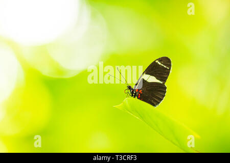 Postman (Heliconius melpomene erato) tropical butterfly resting in jungle forest plants Stock Photo
