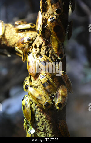 Giant cockroaches in the invertebrate house at Cotswold Wildlife Park, Burford, Oxfordshire, UK Stock Photo