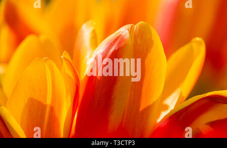 Close up of tulip Fosteriana Finale of 1952, photographed in Bulb Garden Hortus Bulborum, Limmen, the Netherlands Stock Photo