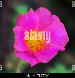 Evening Primrose flower Stock Photo