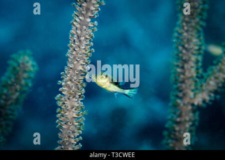 Closeup of a pearl toby puffer fish, Canthigaster margaritata, swimming near tentacles and polyps of brittle sea star Stock Photo