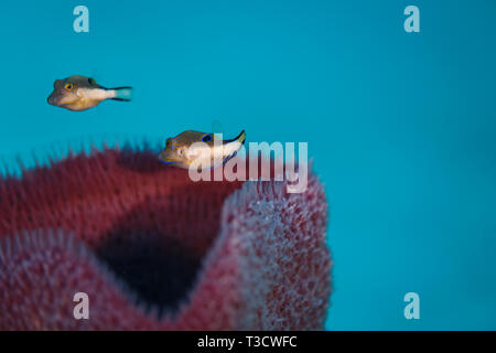 Closeup of a pair of pearl toby puffer fish, Canthigaster margaritata, swimming above large, tube vase coral,   Dendrophylliidae Turbinaria, Haliclona Stock Photo