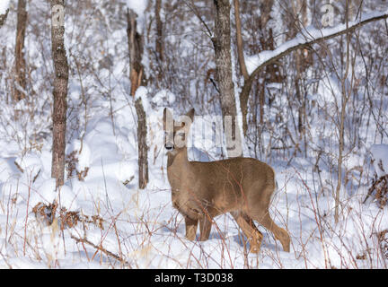White-tailed doe standing in the deep winter snow. Stock Photo