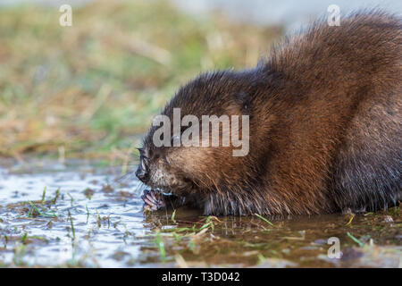 Close-up of a Muskrat (Ondatra zibethicus) on dry land Stock Photo ...