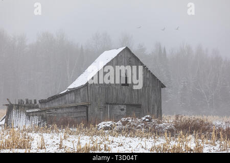A weathered barn on a foggy morning in northern Wisconsin. Stock Photo