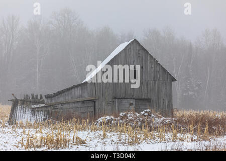 A weathered barn on a foggy morning in northern Wisconsin. Stock Photo