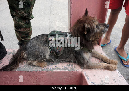 Small Dog wearing its own Camouflage Pack and lying at the Feet of a Security Guard in Comuna 13, Medellin, Colombia Stock Photo