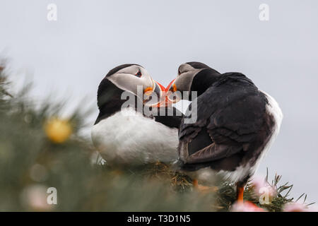 Couple of Icelandic puffins kissing, Latrabjarg cliffs, Westfjords, Iceland