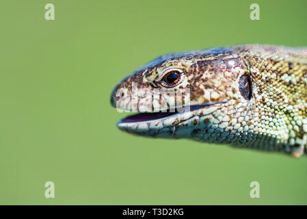 Portrait of happy quick lizard on green background Stock Photo