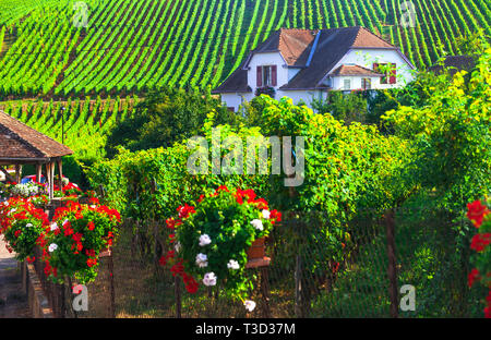Impressive geometric vineyards and farm,Alsace region,France. Stock Photo