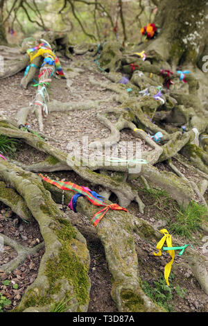 ribbons on beech tree roots Avebury England Stock Photo