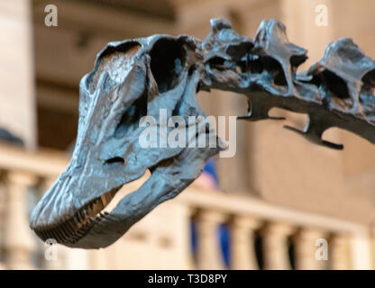 Dippy the iconic Diplodocus Dinosaur  on tour in Kelingrove Museum and Art Gallery, Glasgow, Scotland Stock Photo