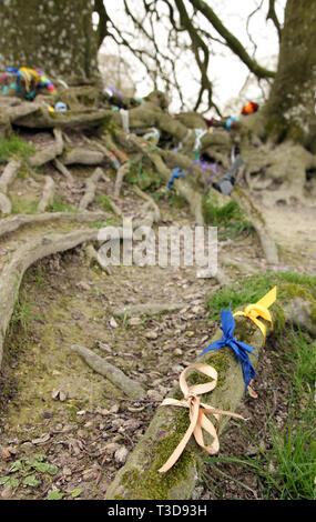 ribbons on beech tree roots Avebury England Stock Photo