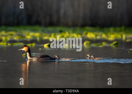 Colour wildlife portrait photograph of adult Great crested grebe (Podiceps cristatus) with three chicks following behind whilst swimming on water. Tak Stock Photo