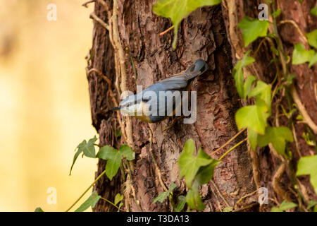 Colour wildlife portrait of adult Nuthatch perched on-side of tree watching its surroundings vigilantly. Taken in Poole, Dorset, England. Stock Photo