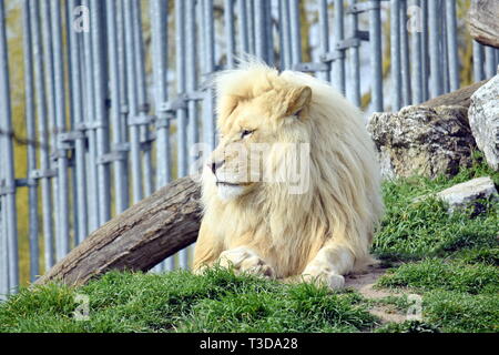 White Lion Resting Panthera Leo Krugeri Stock Photo