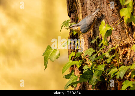 Colour wildlife portrait of adult Nuthatch perched on-side of tree watching its surroundings vigilantly with grub in beak. Taken in Poole, Dorset, Eng Stock Photo