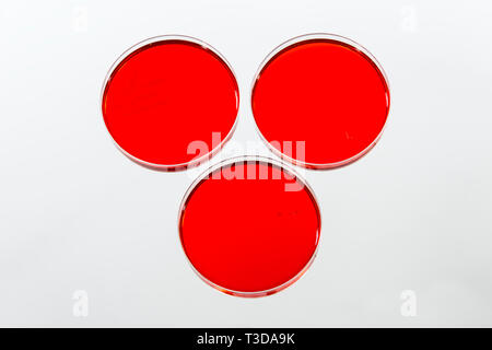 Three laboratory petri dishes growing cultures with red agar on white background. Stock Photo
