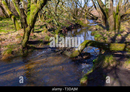 Colour photograph taken within Willow woodland on sunny winters day with selective focus. Poole, Dorset, England. Stock Photo