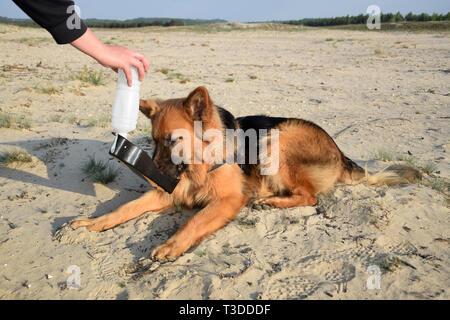 Thirsty dog is drinking water from travel drinking bottle. Bledow Desert, Poland. Stock Photo