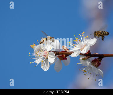 two bees looking for nectar on blossoms of an apricot tree Stock Photo