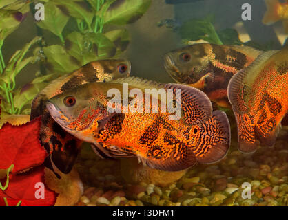 Two colorful Oscar fish (Astronotus ocellatus) in an aquarium. They are at one end of the tank where their reflections mirror their movement. Stock Photo