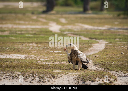 Tawny eagle or Aquila rapax portrait with a Spiny-tailed lizard kill in an open field at tal chappar blackbuck sanctuary, India Stock Photo