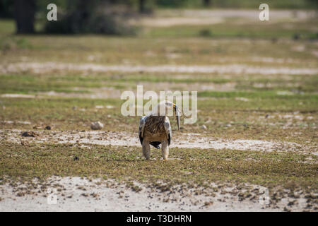 Tawny eagle or Aquila rapax portrait with a Spiny-tailed lizard kill in an open field at tal chappar blackbuck sanctuary, India Stock Photo