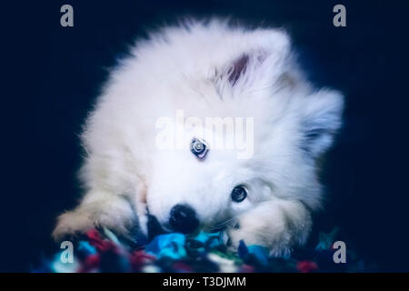 Portrait of white Samoyed dog puppy with long hairs. Stock Photo