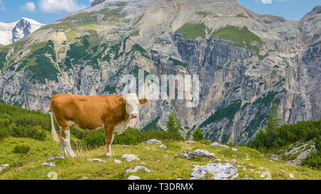 Happy cow in beautiful mountain scenery Stock Photo