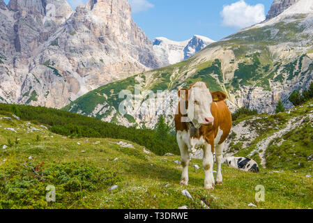 Healthy cow from healthy environment, free range cows in the mountains Stock Photo