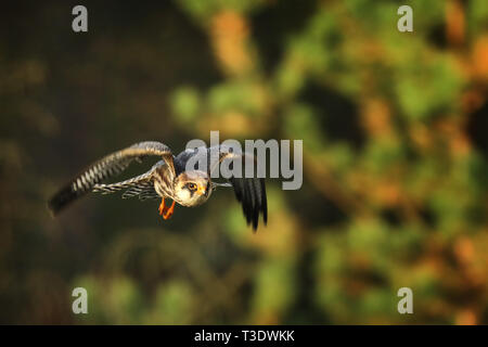 Flying red-footed falcon - Falco vespertinus - in autumn forest Stock Photo