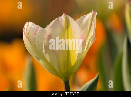 Five photos in one image: macro close up of a tulip, photographed in Bulb Garden Hortus Bulborum, Limmen, the Netherlands Stock Photo