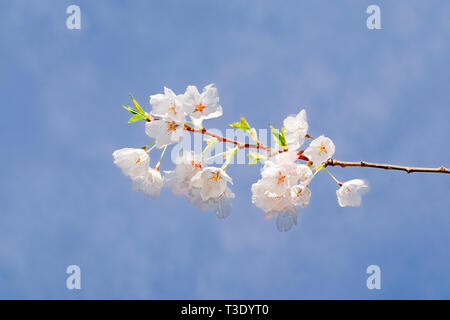 Cherry blossom flowers Stock Photo