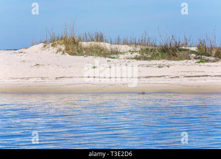 Sea oats  (Uniola paniculata) grow on a sand dune beside the Mobile Bay Ferry landing in Dauphin Island, Alabama. Stock Photo