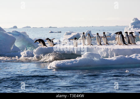 Adelie Penguins on sea ice off Heroina Island, in the Danger Islands, Weddell Sea, Antarctica. Upto 3 million birds nest on the islands and the super  Stock Photo