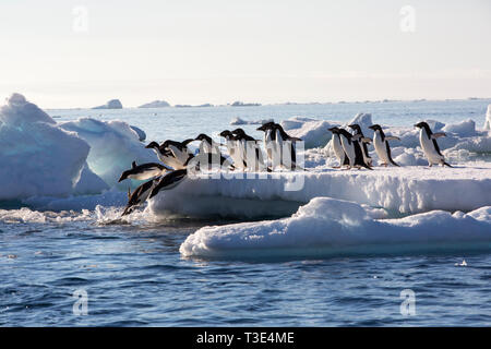 Adelie Penguins on sea ice off Heroina Island, in the Danger Islands, Weddell Sea, Antarctica. Upto 3 million birds nest on the islands and the super  Stock Photo