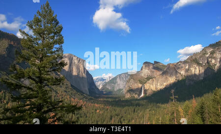 pine tree and bridal veil falls in yosemite national park Stock Photo