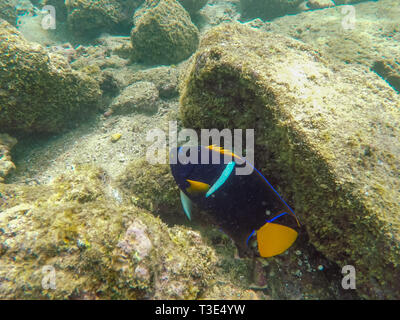 underwater shot of a king angelfish at isla bartolome in the galapagos Stock Photo