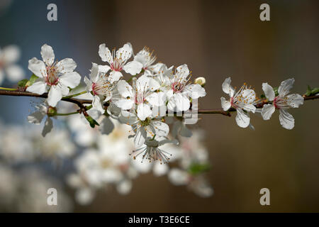 Blossoms on a wild cherry tree in spring Stock Photo